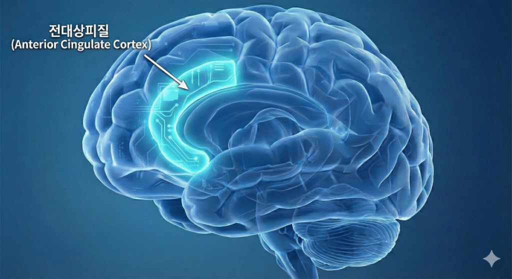전대상피질위치